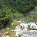 Lepidas2 (Copy)