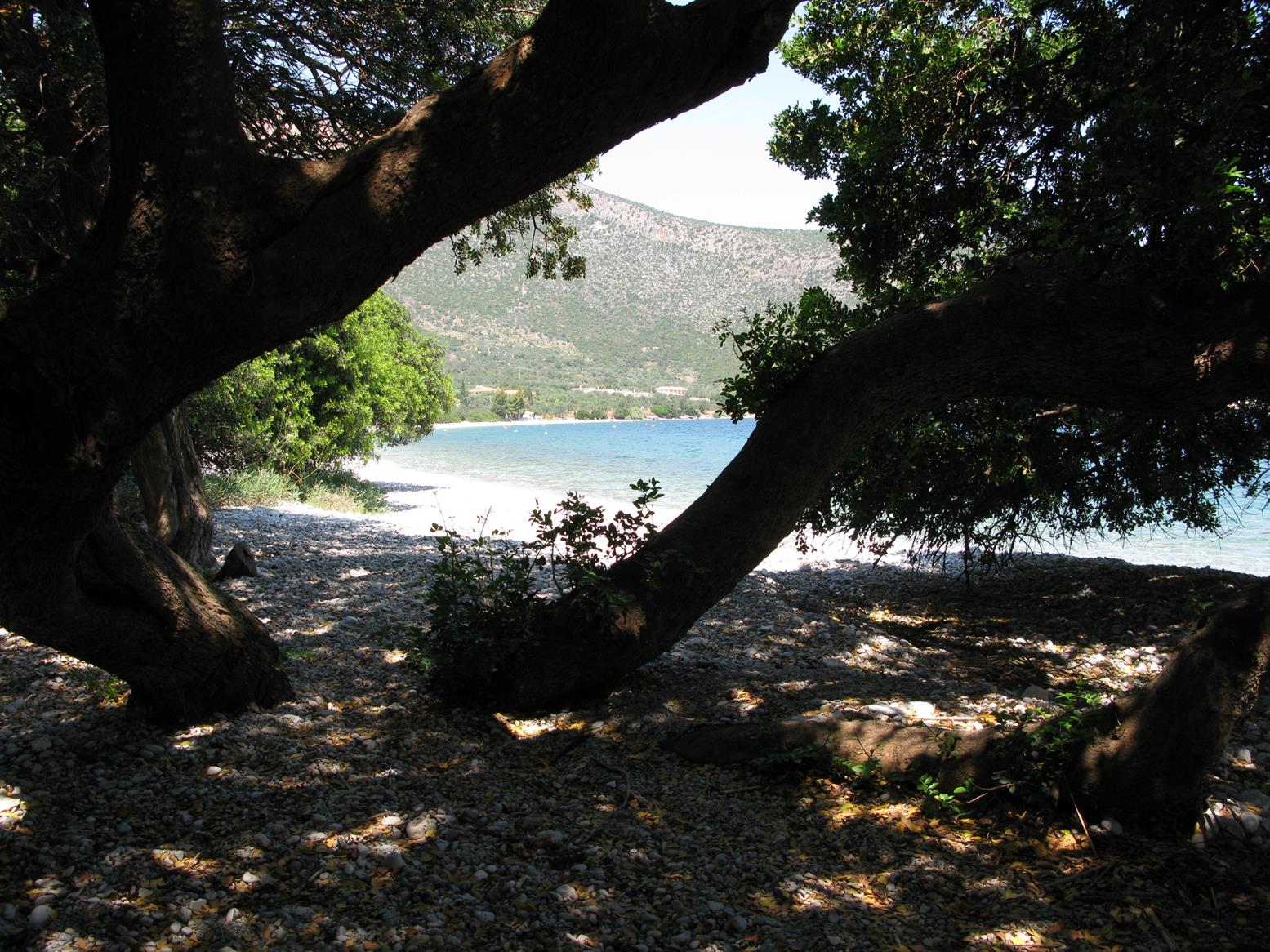 Zaritsi2 (Copy)